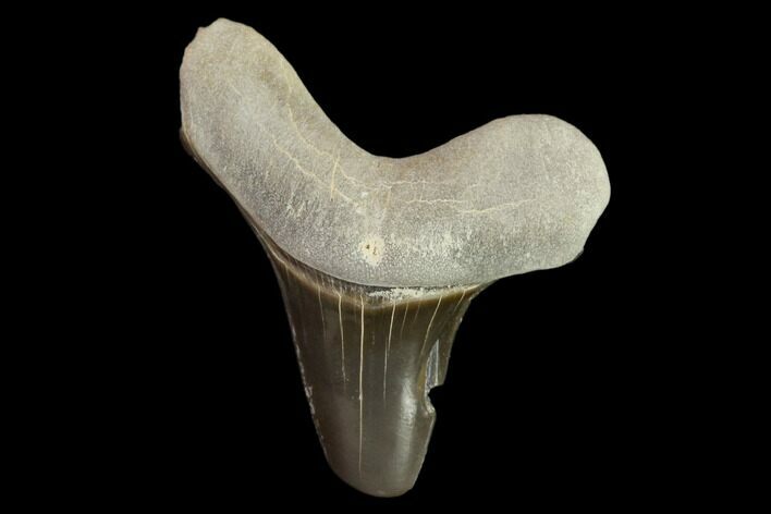 Fossil Shark (Cretoxyrhina) Tooth - Kansas #134845